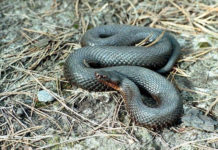В Курганской области нашествие змей после пожаров