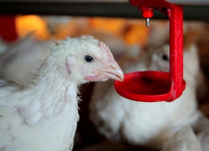 В Новгородской области из отходов птицефабрики будут производить биоудобрения по японским технологиям