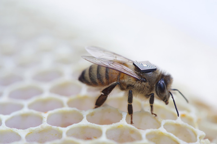 В США пчел оснастят видеодатчиками