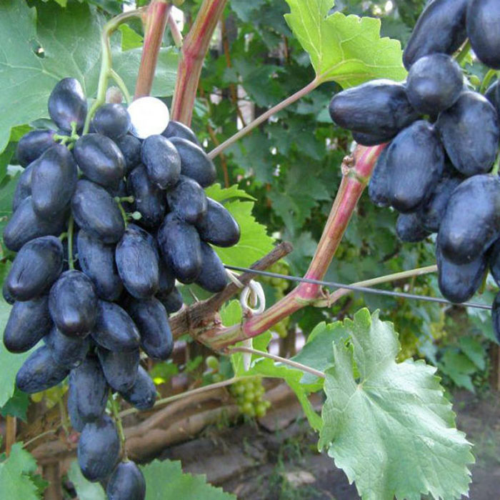 Велика – виноград, который нужно посадить