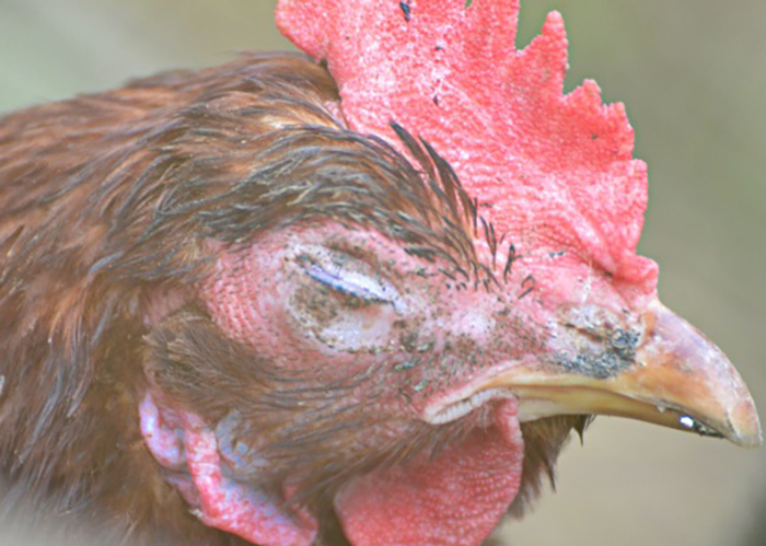 Zánět vejcovodů u kuřat: popis, příznaky, léčba, fotografie