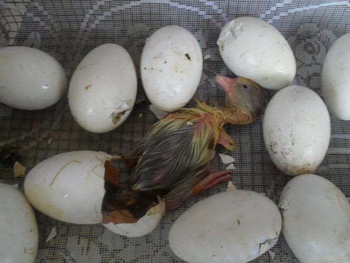 Сколько можно хранить гусиные яйца. Инкубация гусиных яиц. Яйцо гусиное инкубационное. Гусята вылупляются в инкубаторе. Гусиные яйца в инкубаторе.