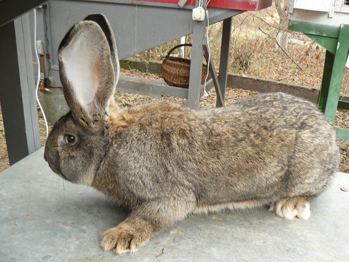 Бельгийская порода кроликов