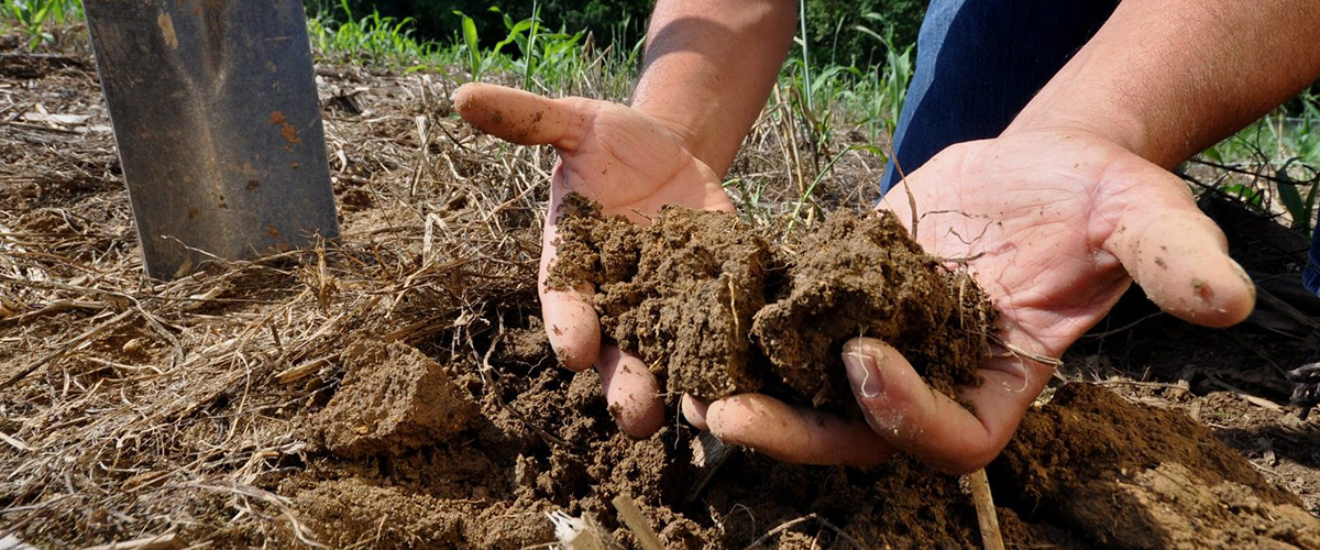 как улучшить суглинистую почву на участке
