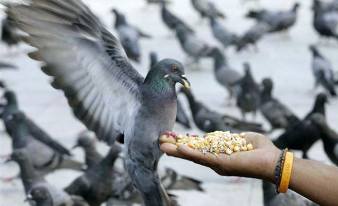 Чем кормить голубя