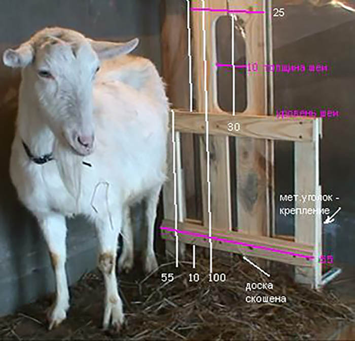 Как сделать станок для доения коз своими руками?
