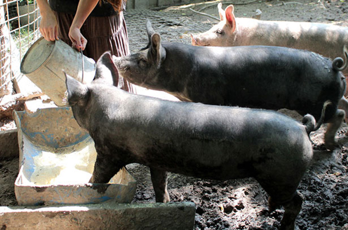 Как правильно кормить свиней