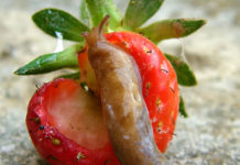 Как защитить клубнику (садовую землянику) от слизней?