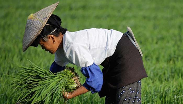 Китайцы займутся сельским хозяйством на Дальнем Востоке