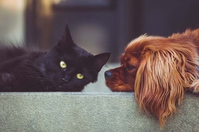 Количество кошек и собак в квартире могут ограничить