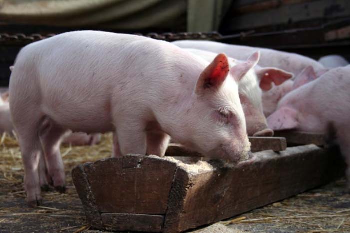 Корм для свиней для быстрого роста