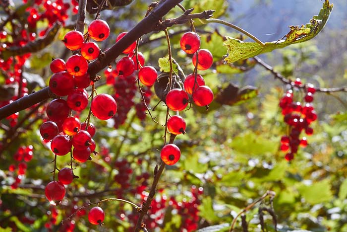 Краснеют ягоды у смородины: рано радуемся?