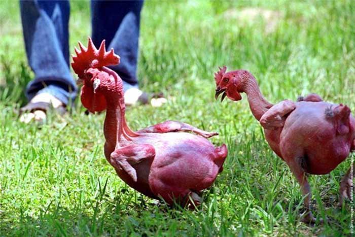 Породы Кур Цыплята Фото