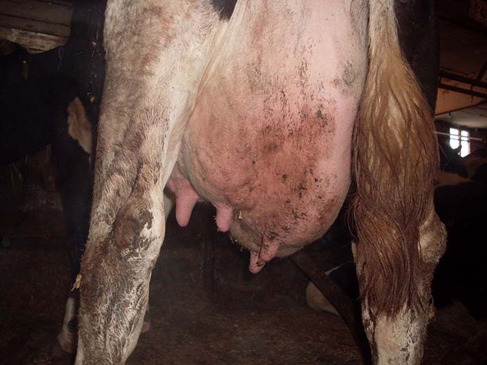 Как лечить мастит у коров - Ветеринарные препараты - Basalt
