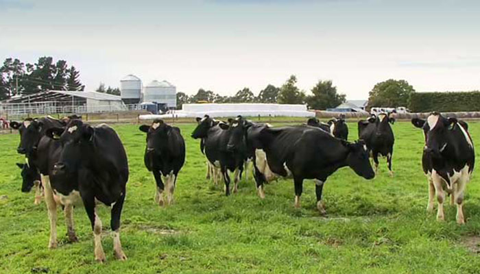 Новосибирская область попросит Минсельхоз РФ отложить отмену субсидий из-за лейкоза коров