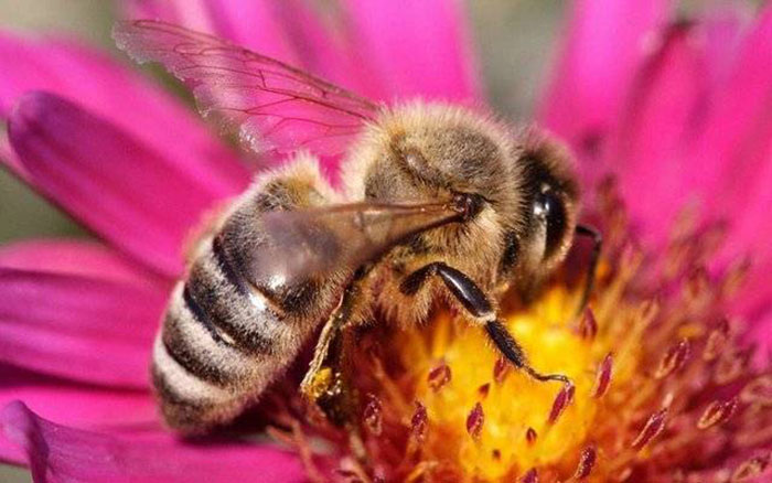 Пчел научили сопоставлять символы с числами и наоборот