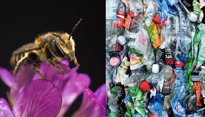 Пчелы начали строить гнезда из пластиковых отходов