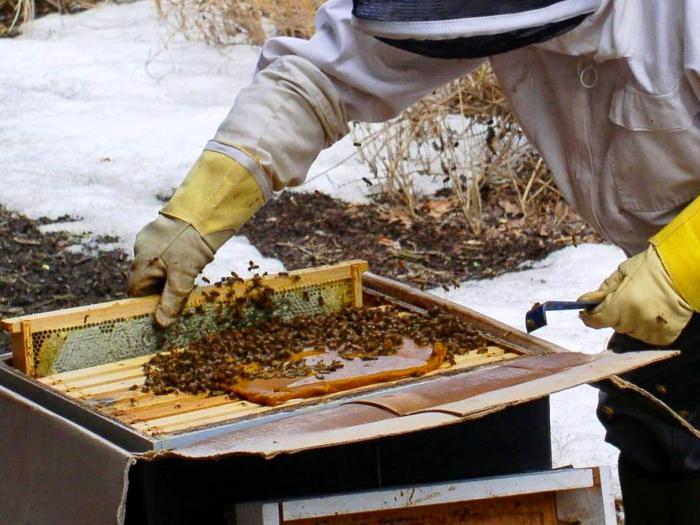 Подкормка пчел зимо