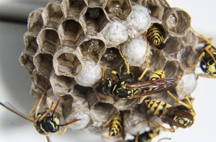 Причины вымирания пчёл