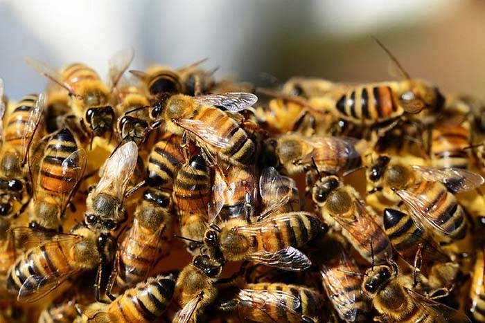 Сеть 5G может привести к массовой гибели пчел во всем мире