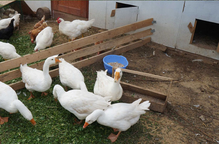 Выращивание и разведение гусей в домашних условиях: естественная и искусственная инкубация