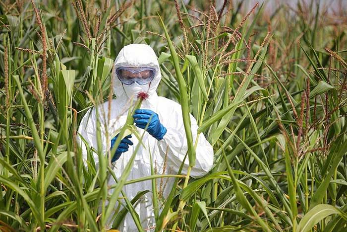 США облегчили регистрацию новых линий ГМО