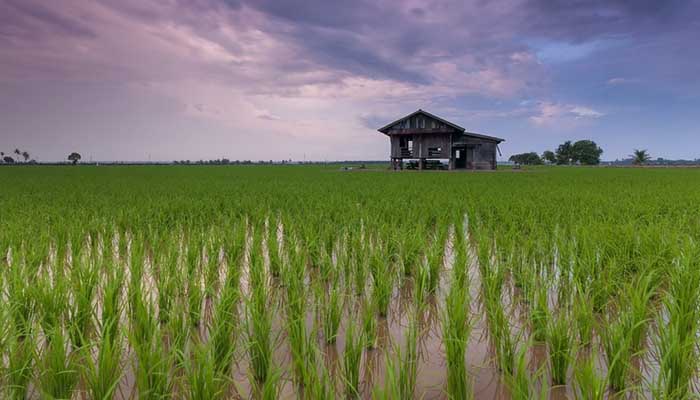 В России в августе могут закончиться запасы риса