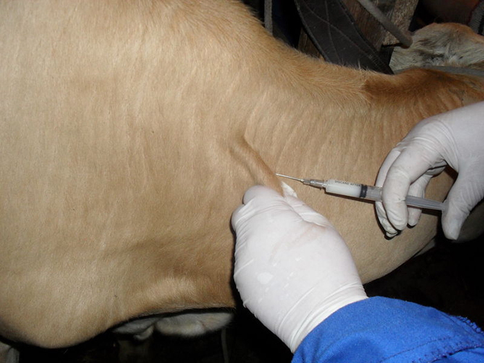 Вакцинация коров