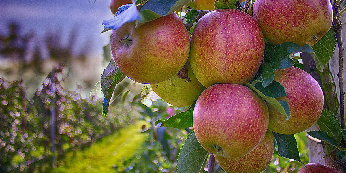 Верховный суд отклонил жалобу «Выбора» на изъятие у него незаконно приватизированных яблоневых садов в Воронеже
