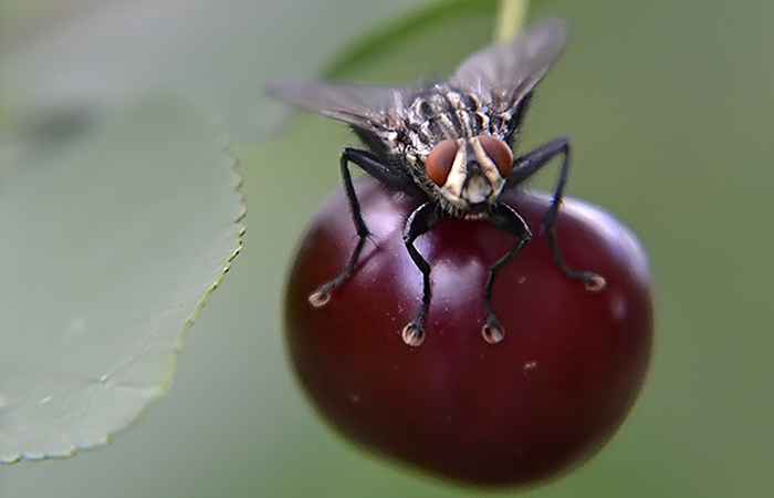 Вишневую муху можно назвать и черешневой