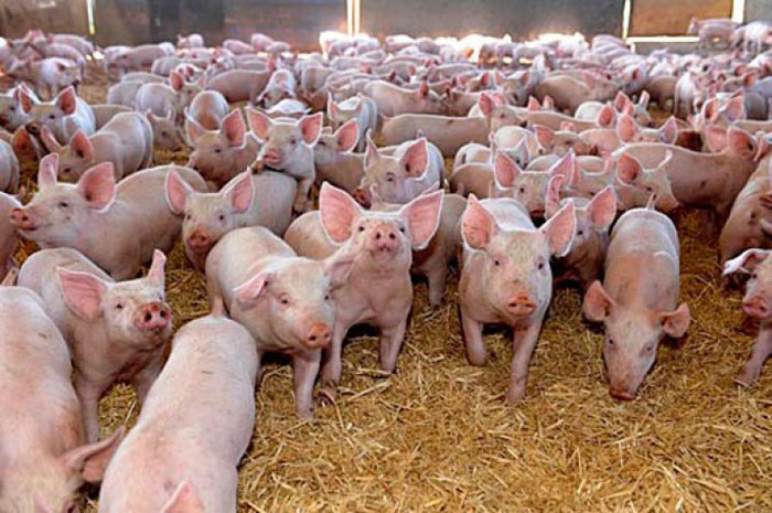 Во Вьетнаме из-за АЧС уничтожили несколько миллионов свиней