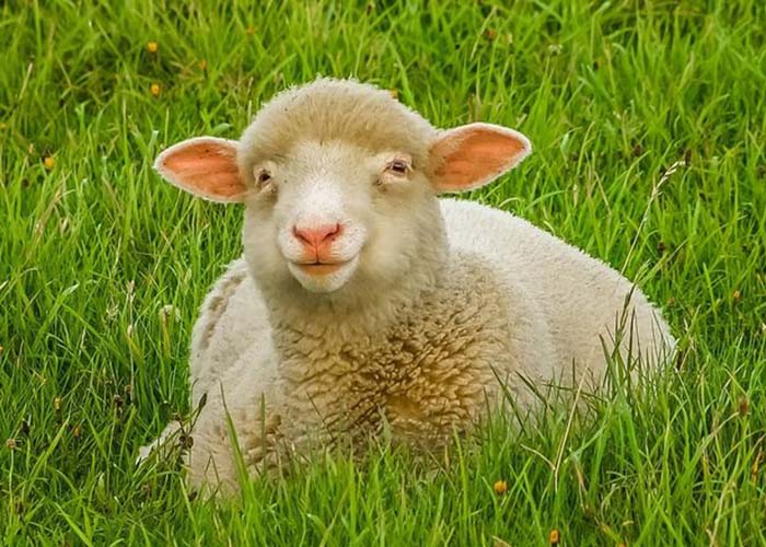 А за овцу ответишь двум волгоградцам за грабеж фермера грозит по 7 лет тюрьмы