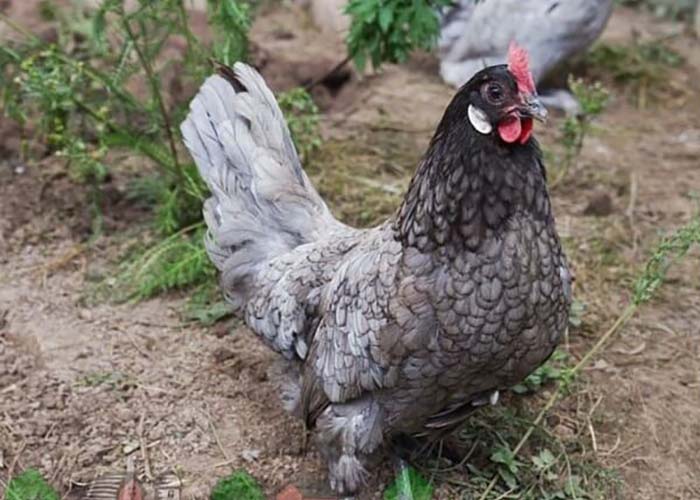 Андалузская порода кур