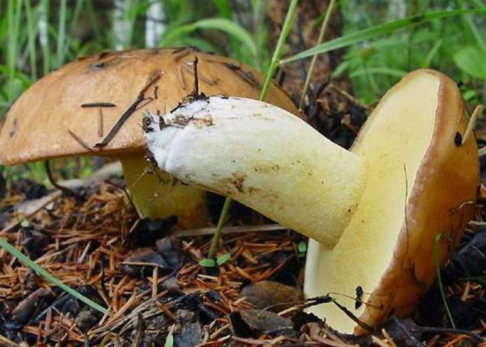 Даже съедобные грибы могут быть ядовитыми, по словам сотрудников МЧС