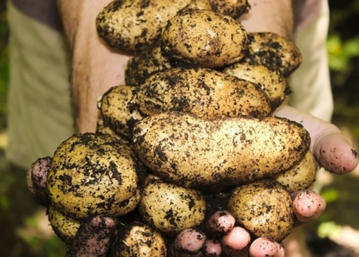 Эксперт рассказала, как спасти урожай картофеля в дождливую погоду