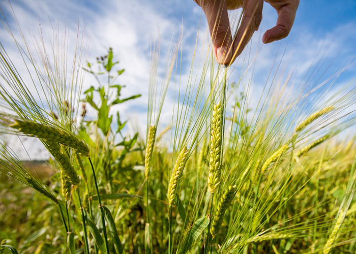ИКАР снизил прогноз урожая зерна в РФ в 2019 году
