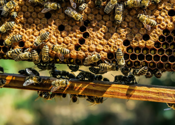 Массовая гибель пчел не приведет к неурожаю в России