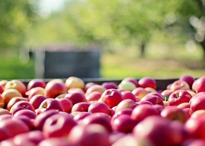 На российских прилавках снова появятся белорусские яблоки