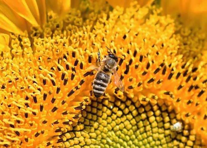 потери экономики России от гибели пчел могут составить триллион рублей