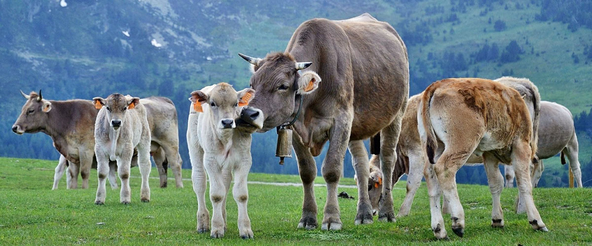 Предложен способ уменьшения метановых выбросов от коров