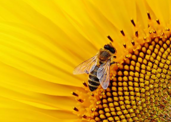 Россельхознадзор назвал причину гибели пчел в Башкирии и других российских регионах
