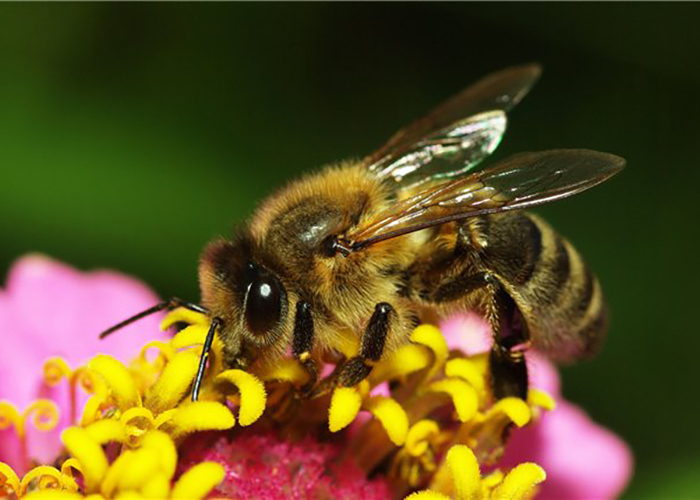 Среднерусская пчела: особенности разведения как бизнес – Cельхозпортал
