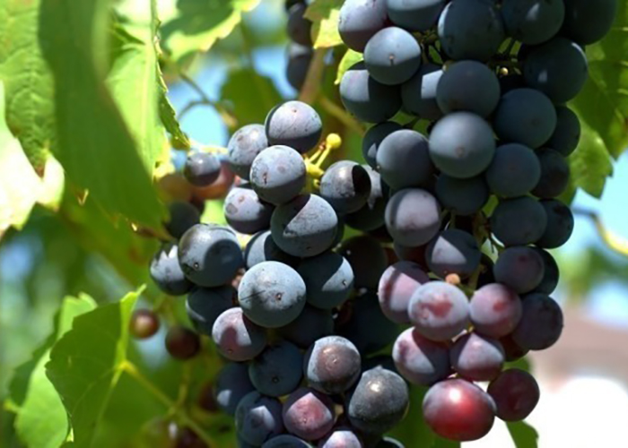 Третье чтение законопроекта о развитии виноградарства и виноделия перенесли на осень