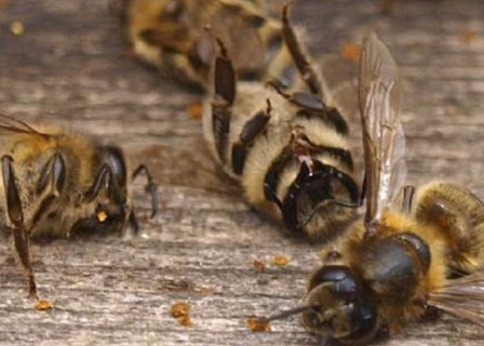Ученые резкая гибель насекомых грозит крупнейшей экологической катастрофой