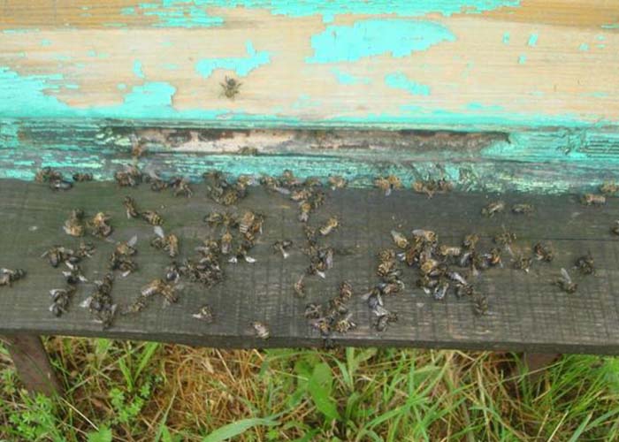 В Башкирии после массовой гибели пчел стали гибнуть и птицы питавшиеся ими