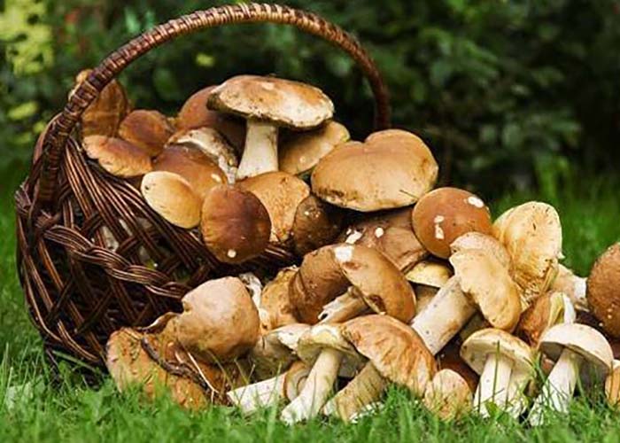 Врачи предупредили, какие существуют ограничения при употреблении грибов