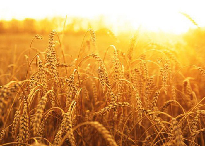 ​Австралийские ученые научились заранее избавляться от больной пшеницы