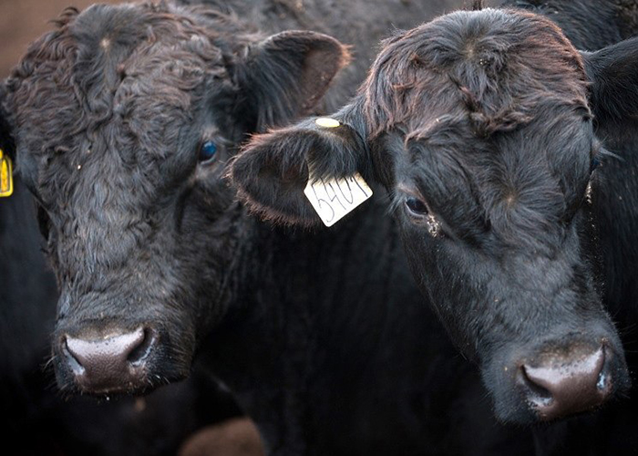 ​Поголовье специализированного мясного скота в РФ к 1 июля выросло на 8,4%