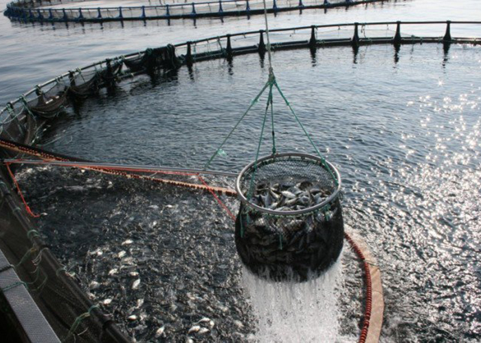 ​Производство аквакультуры за первое полугодие выросло на 70,6%