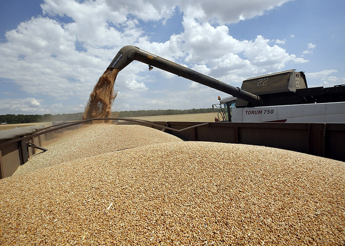 ​В первом полугодии т.г. экспорт российской пшеницы сократился на 45%